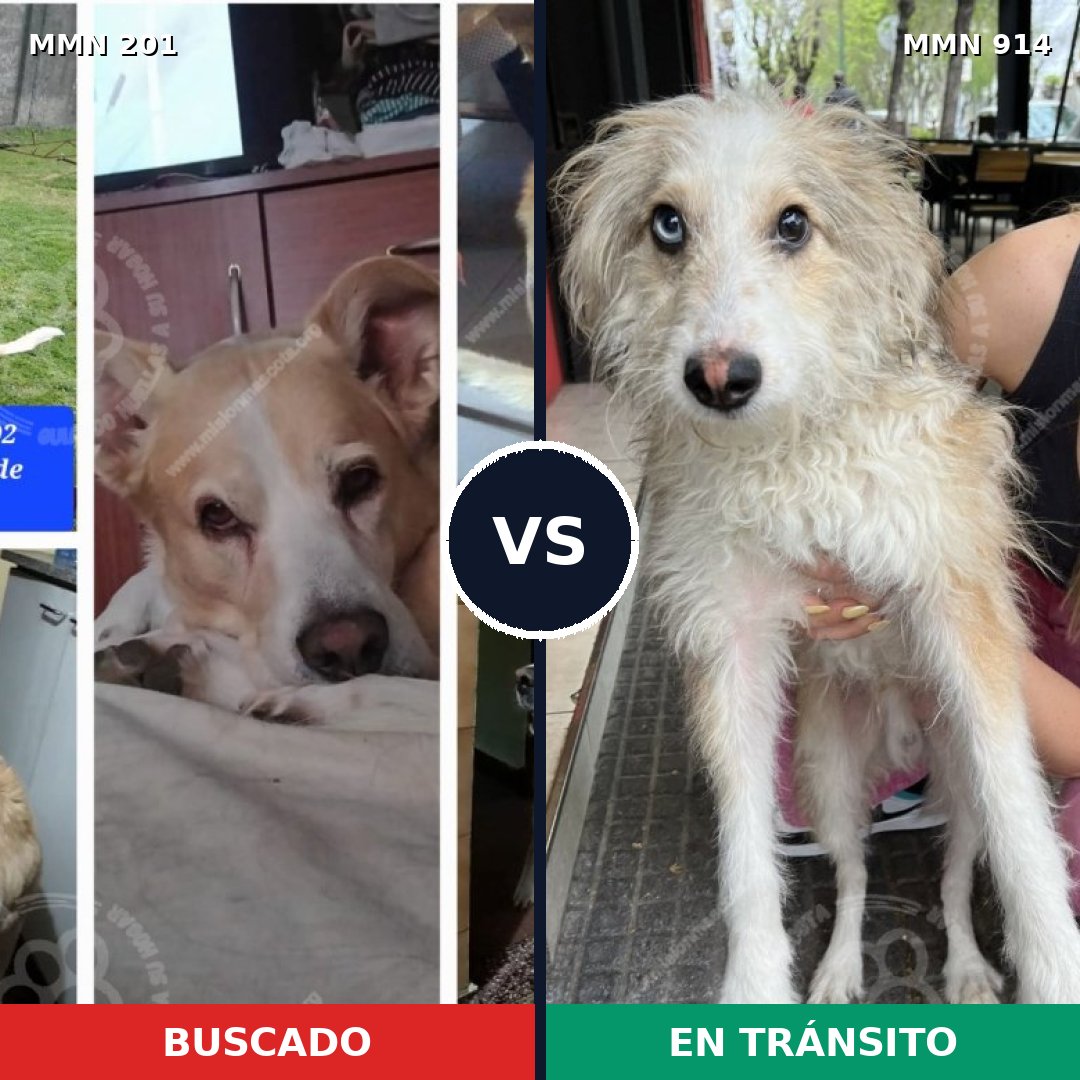 Comparativa MMS 14541: mascota perdida y mascota encontrada, 42% de similitud