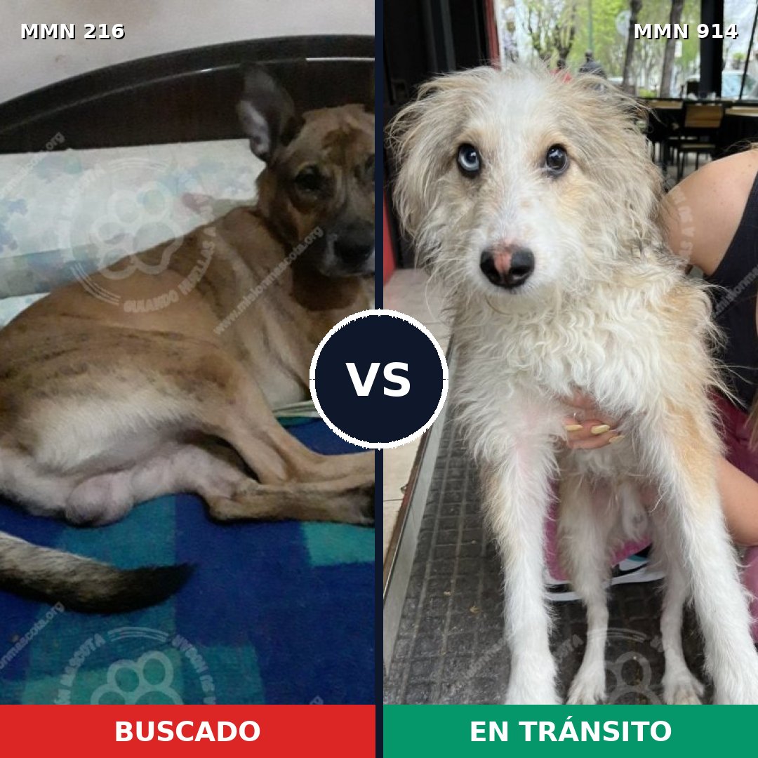 Comparativa MMS 14542: mascota perdida y mascota encontrada, 42% de similitud