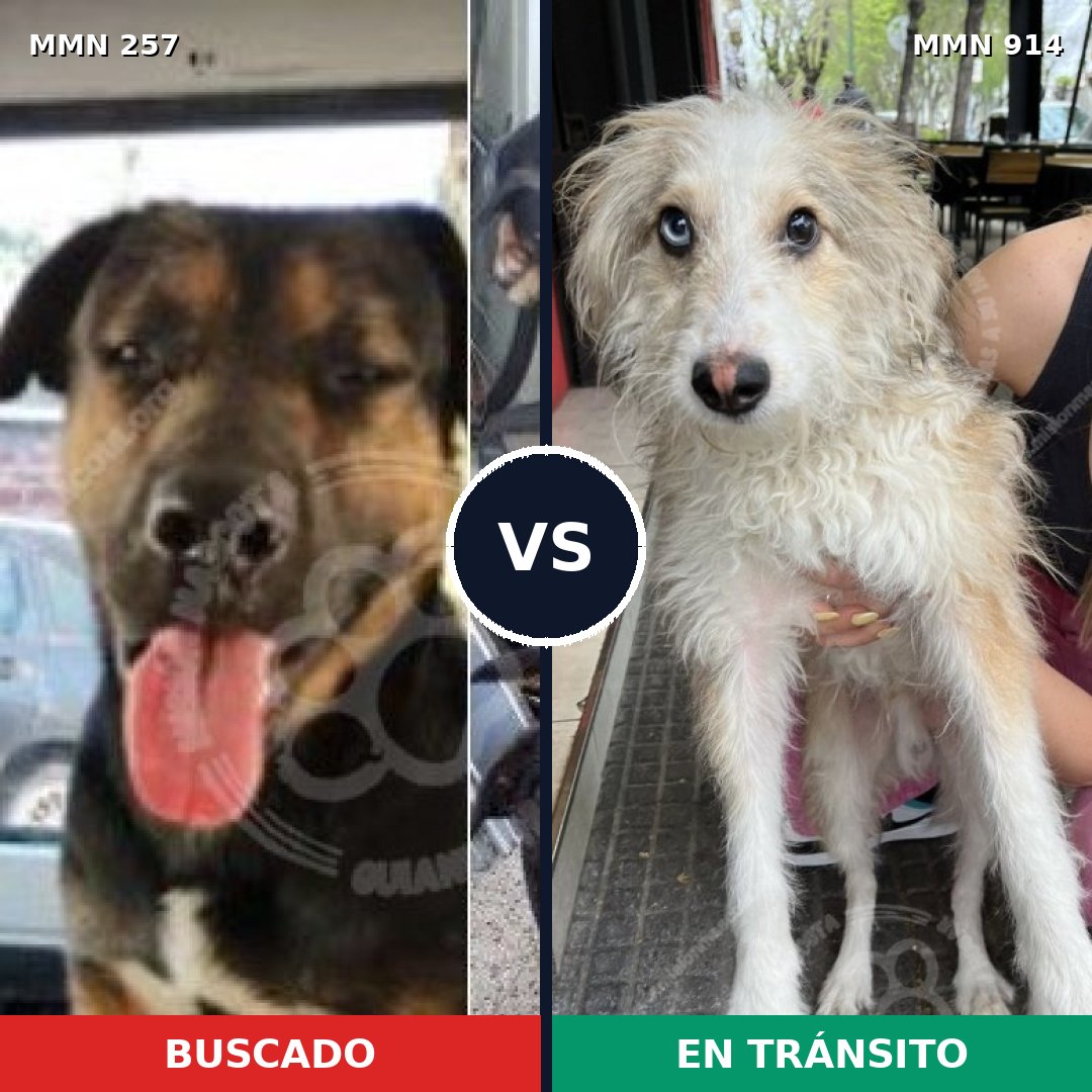 Comparativa MMS 14544: mascota perdida y mascota encontrada, 11% de similitud