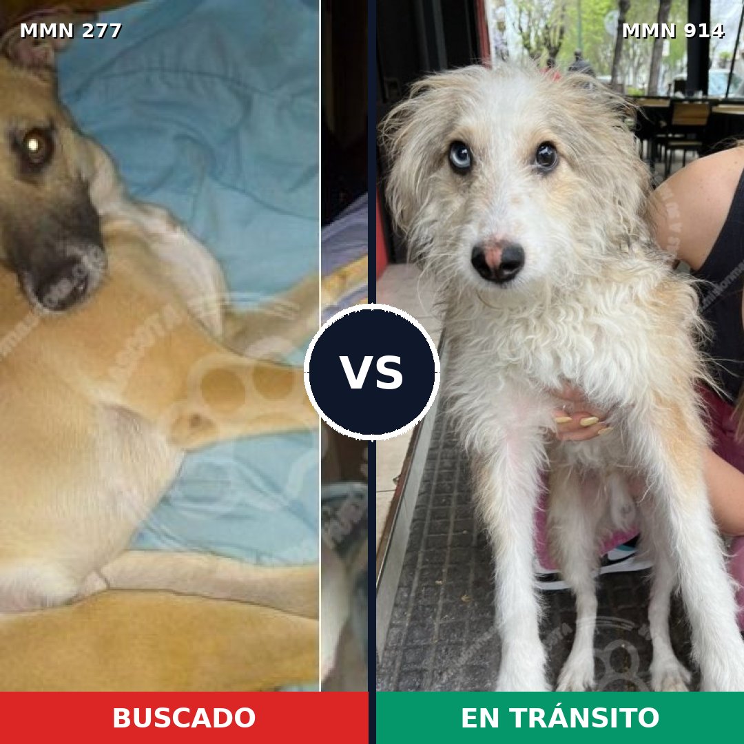 Comparativa MMS 14546: mascota perdida y mascota encontrada, 53% de similitud