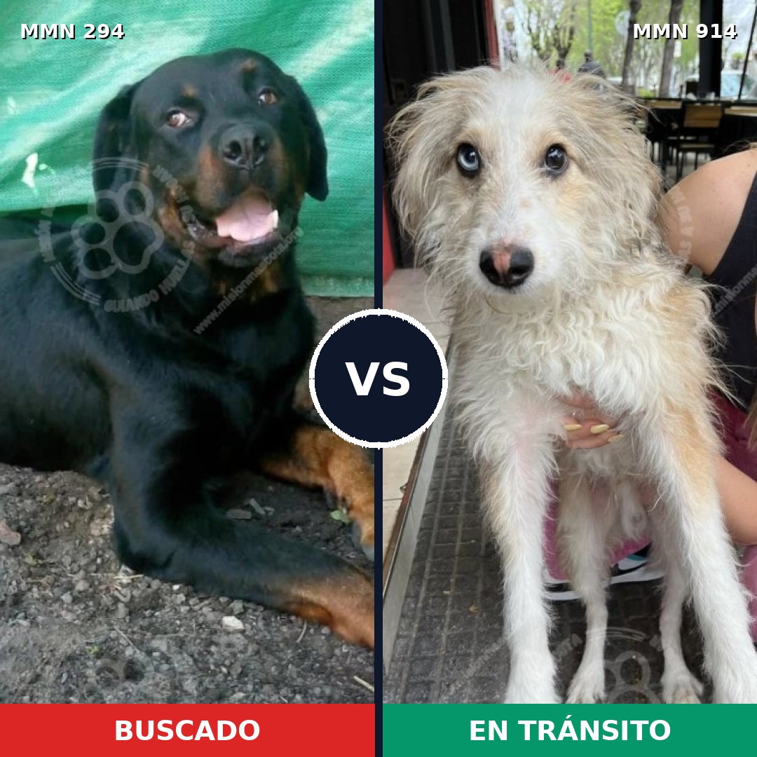 Comparativa MMS 14548: mascota perdida y mascota encontrada, 11% de similitud