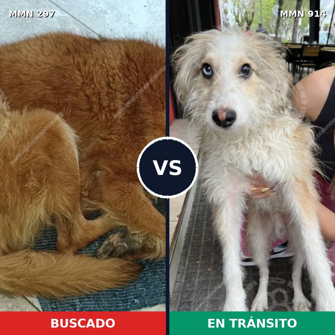 Comparativa MMS 14549: mascota perdida y mascota encontrada, 44% de similitud