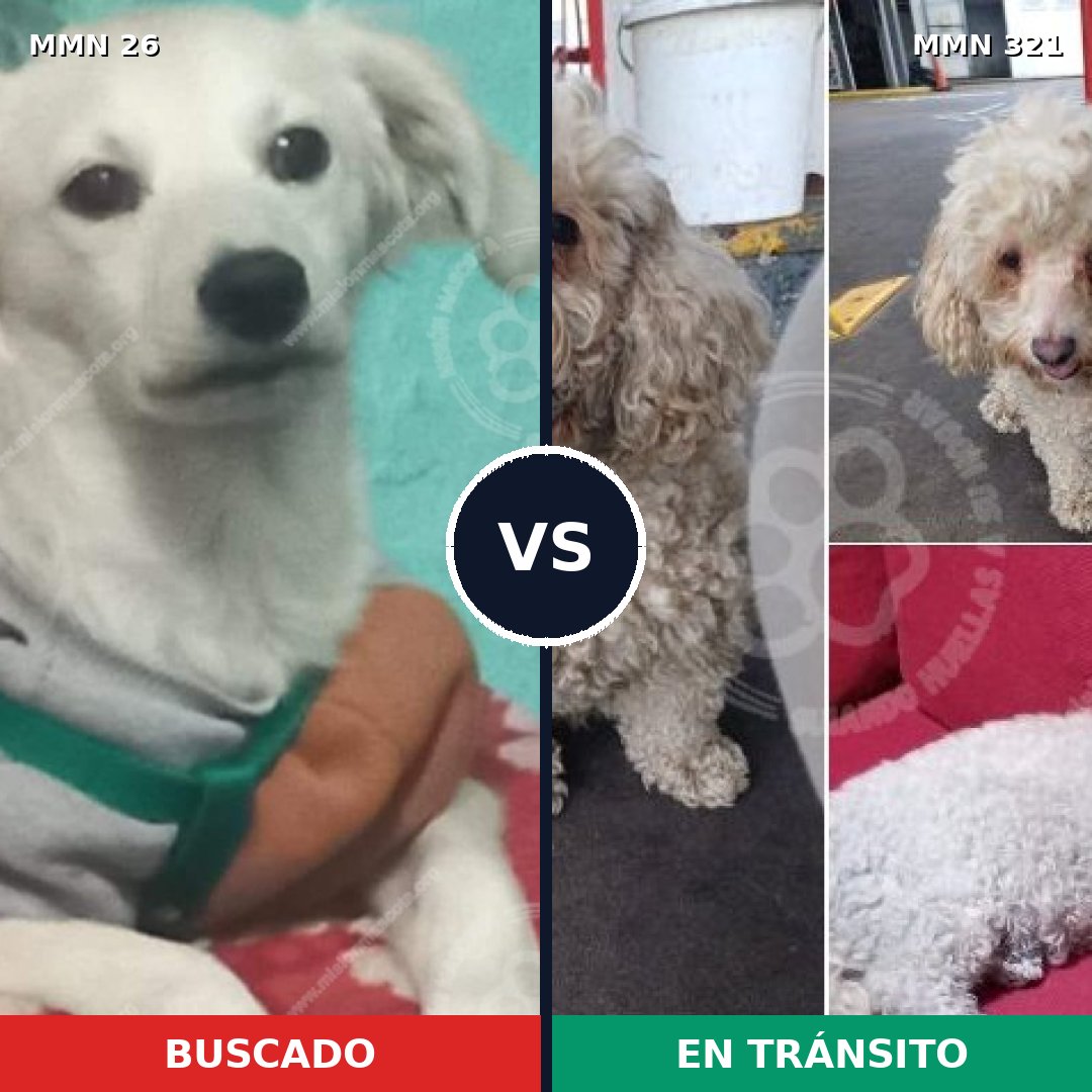 Comparativa MMS 1455: mascota perdida y mascota encontrada, 74% de similitud