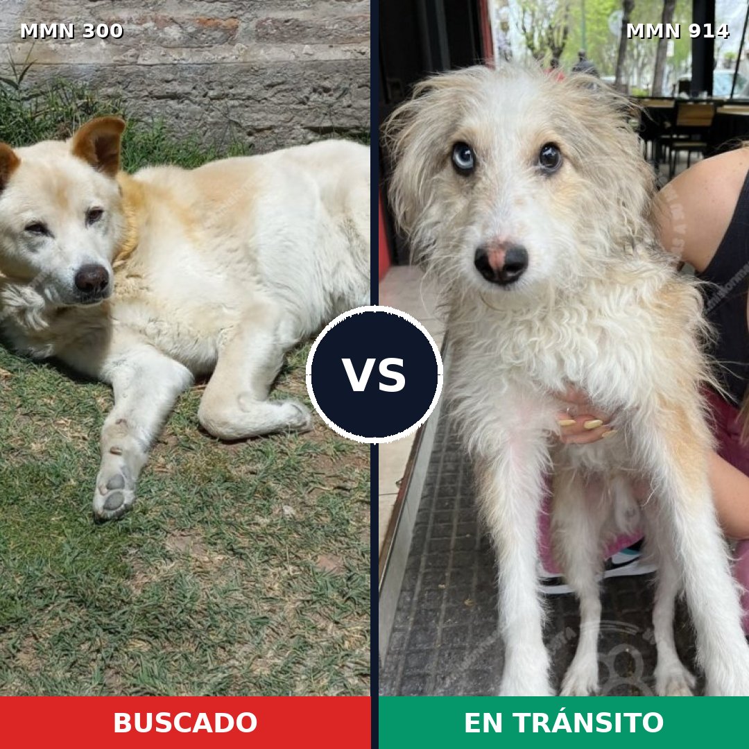 Comparativa MMS 14550: mascota perdida y mascota encontrada, 63% de similitud
