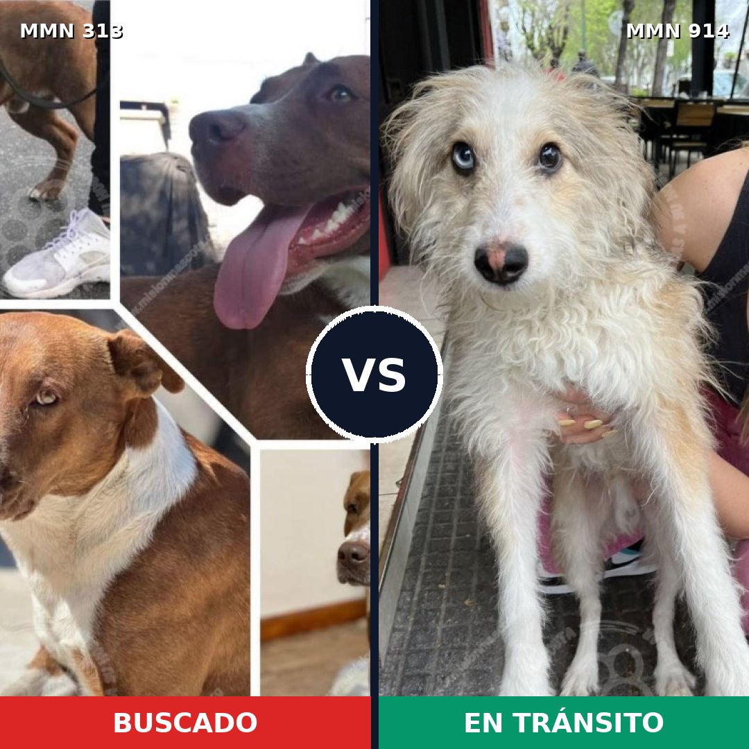 Comparativa MMS 14552: mascota perdida y mascota encontrada, 52% de similitud
