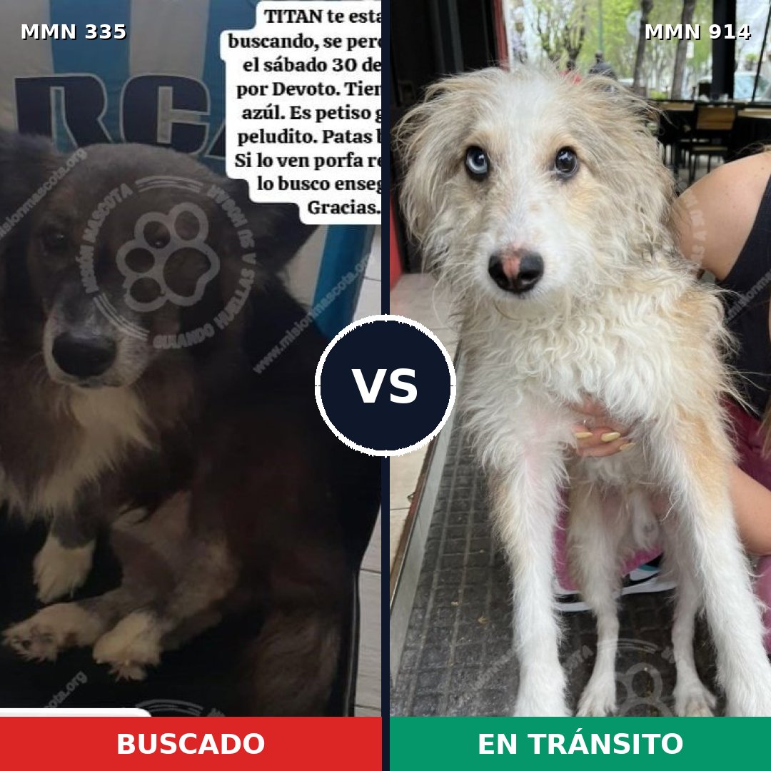 Comparativa MMS 14554: mascota perdida y mascota encontrada, 63% de similitud