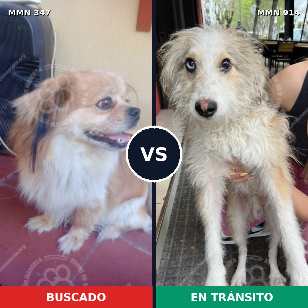 Comparativa MMS 14555: mascota perdida y mascota encontrada, 33% de similitud