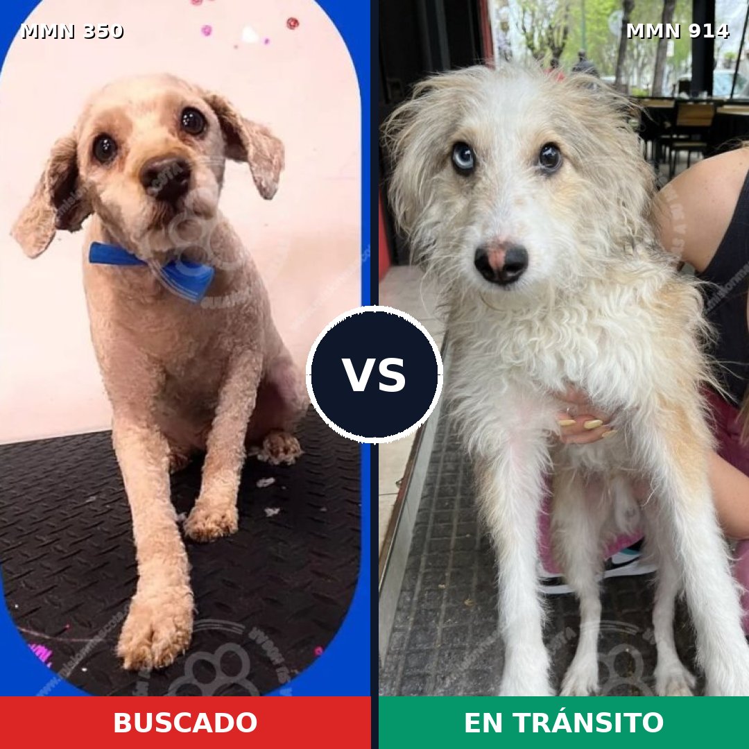 Comparativa MMS 14556: mascota perdida y mascota encontrada, 42% de similitud