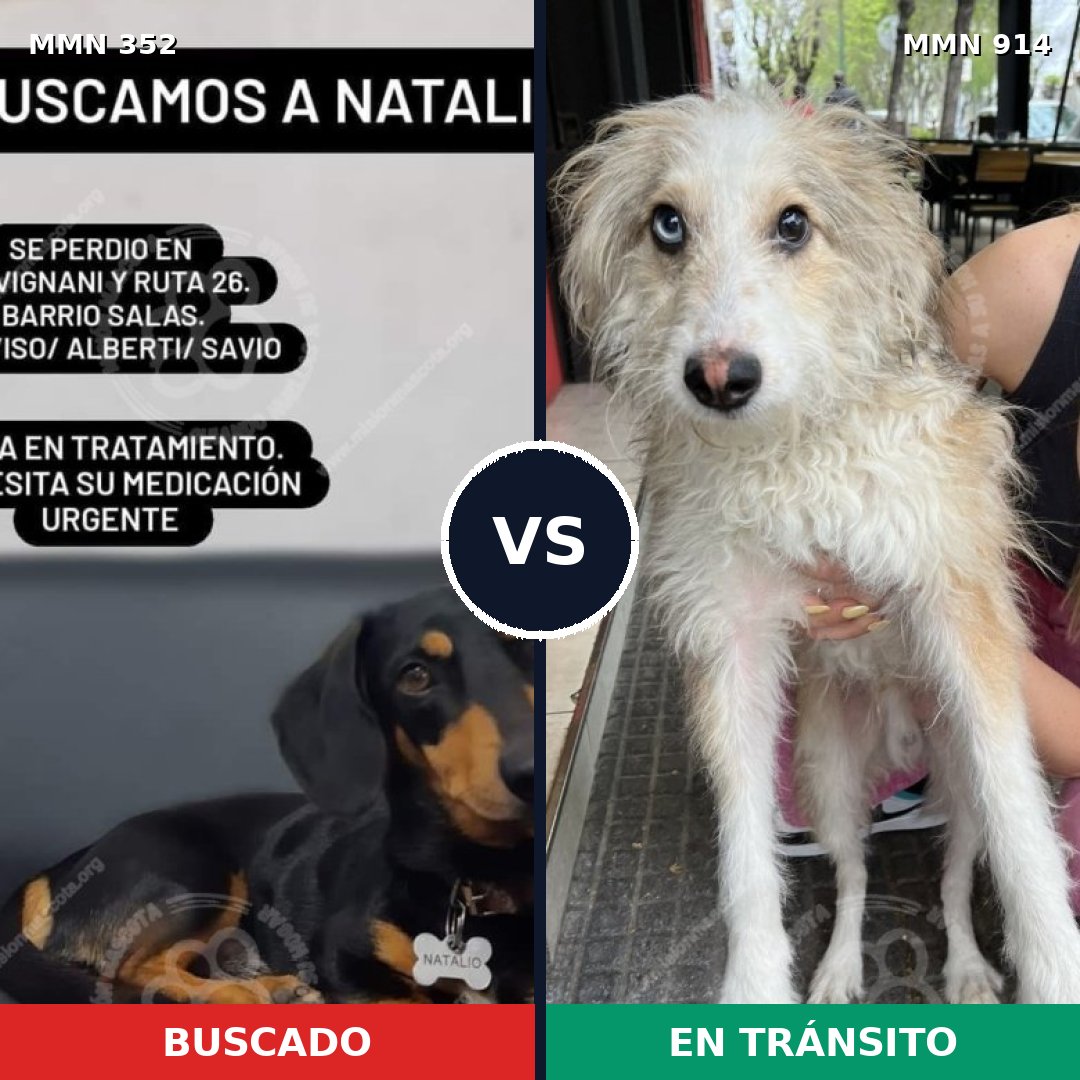 Comparativa MMS 14557: mascota perdida y mascota encontrada, 19% de similitud