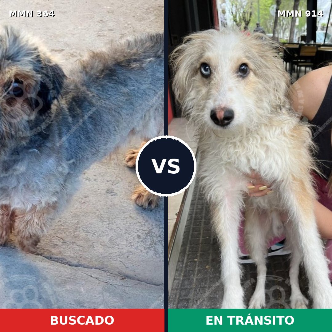 Comparativa MMS 14559: mascota perdida y mascota encontrada, 25% de similitud