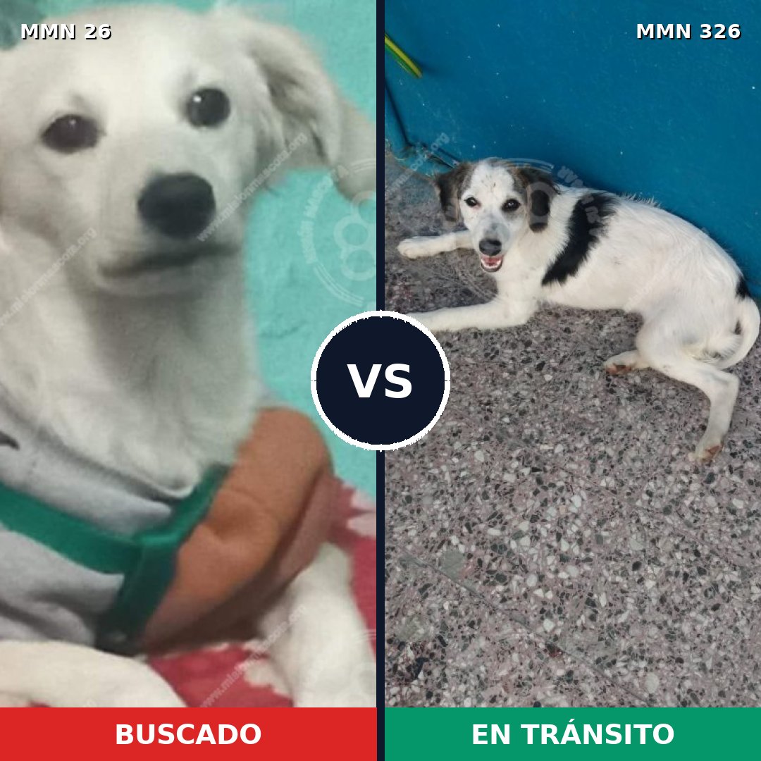 Comparativa MMS 1456: mascota perdida y mascota encontrada, 23% de similitud