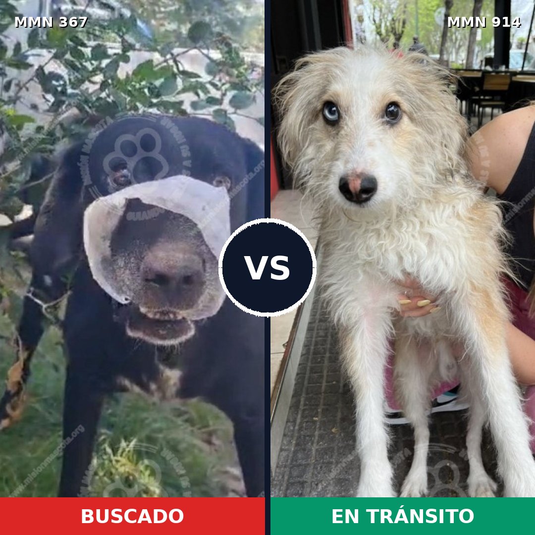 Comparativa MMS 14560: mascota perdida y mascota encontrada, 60% de similitud