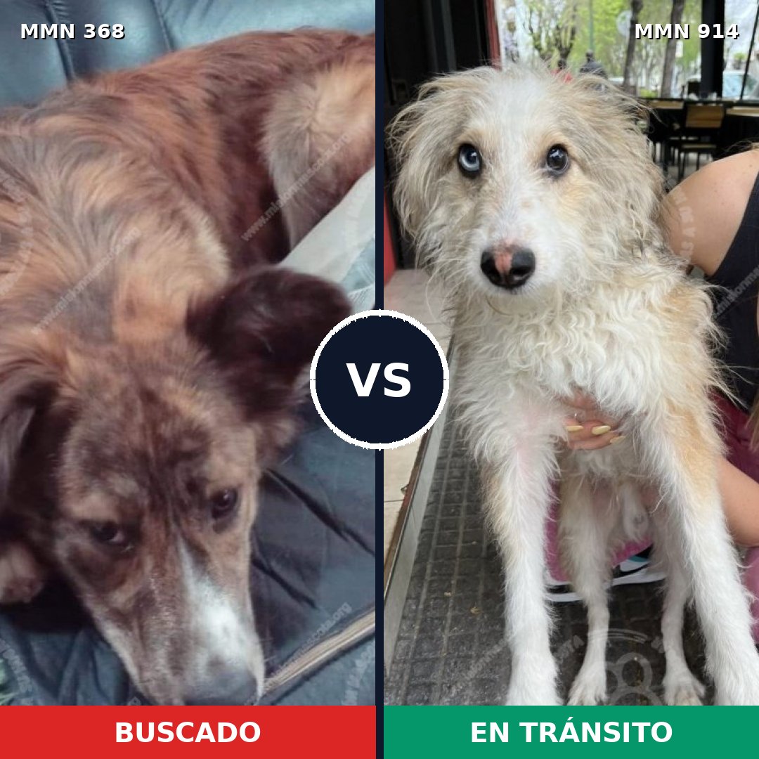 Comparativa MMS 14561: mascota perdida y mascota encontrada, 53% de similitud