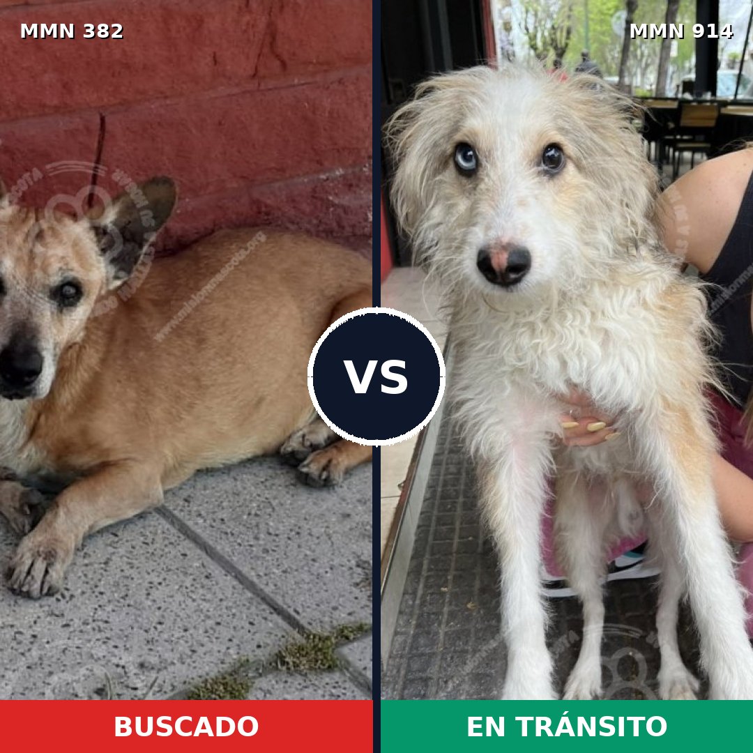 Comparativa MMS 14562: mascota perdida y mascota encontrada, 60% de similitud