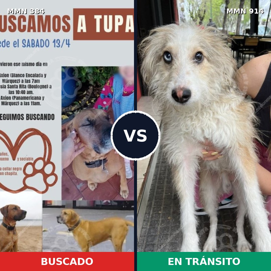 Comparativa MMS 14563: mascota perdida y mascota encontrada, 32% de similitud