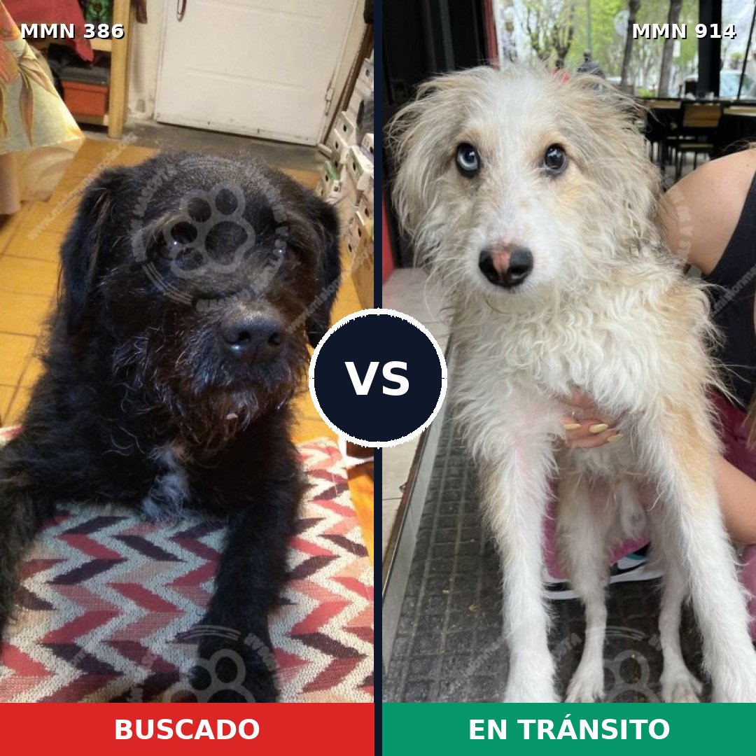 Comparativa MMS 14564: mascota perdida y mascota encontrada, 43% de similitud