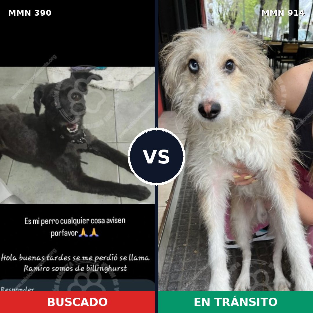 Comparativa MMS 14565: mascota perdida y mascota encontrada, 43% de similitud