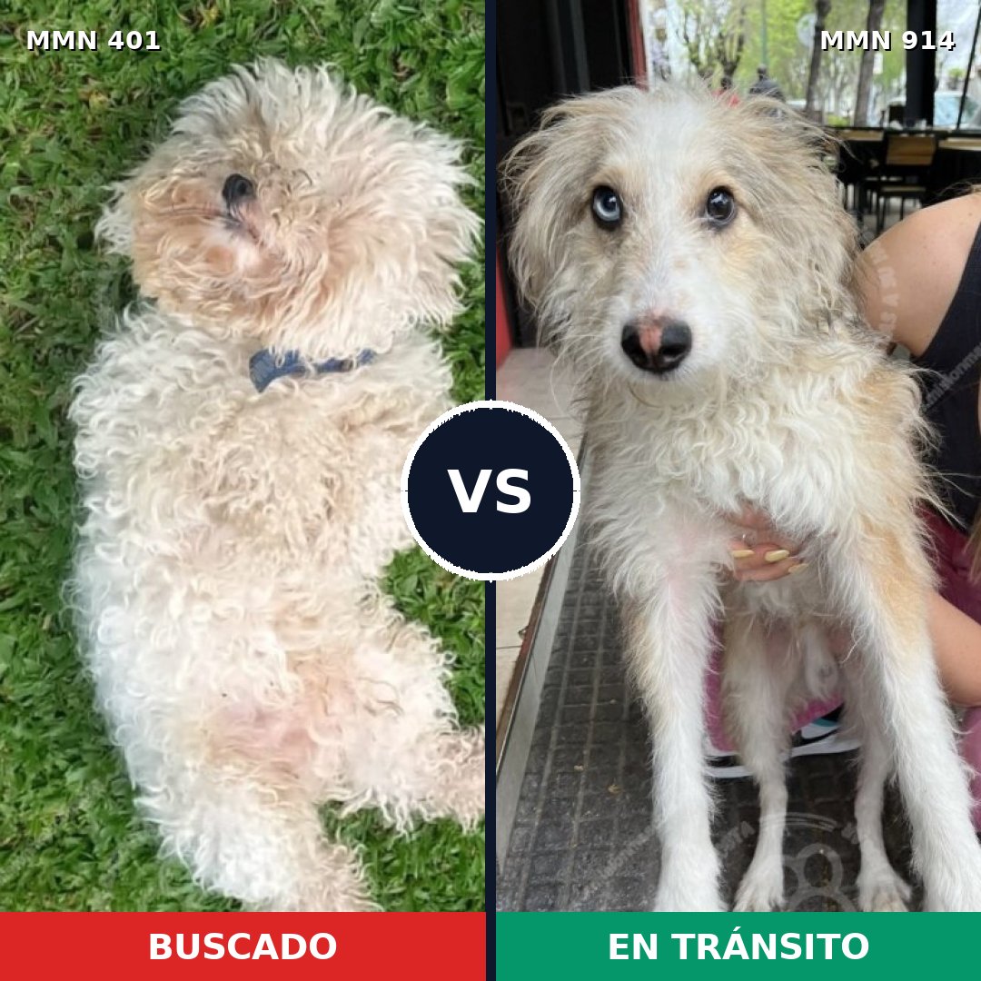 Comparativa MMS 14566: mascota perdida y mascota encontrada, 34% de similitud