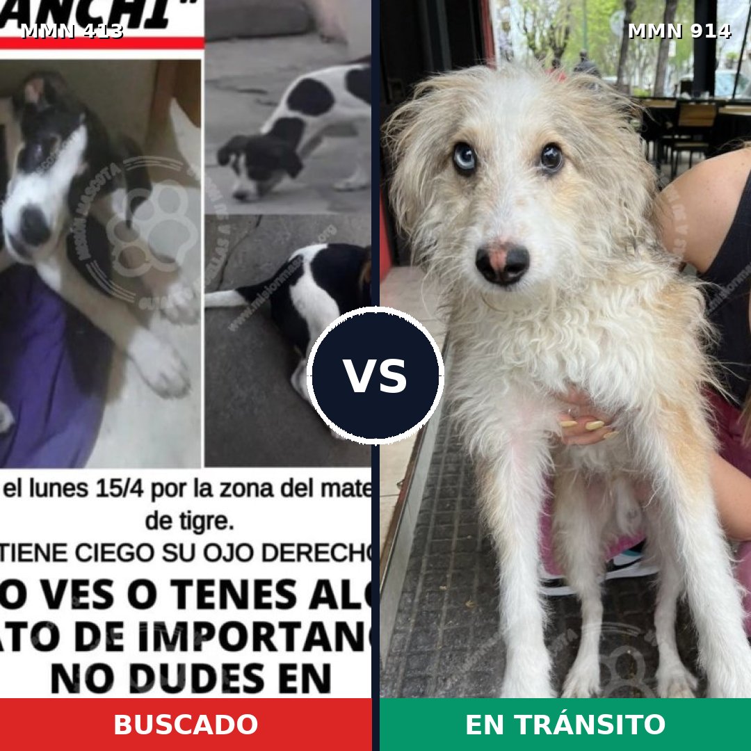 Comparativa MMS 14568: mascota perdida y mascota encontrada, 40% de similitud
