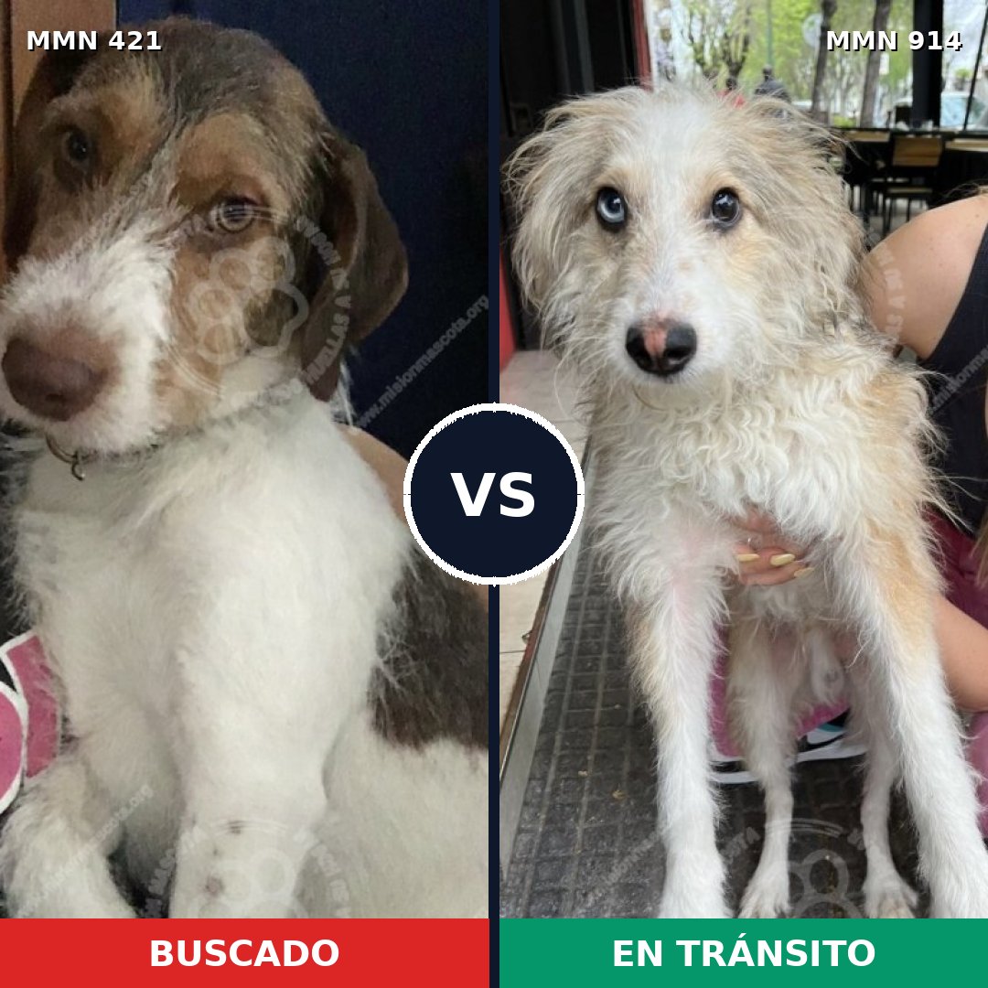 Comparativa MMS 14569: mascota perdida y mascota encontrada, 49% de similitud