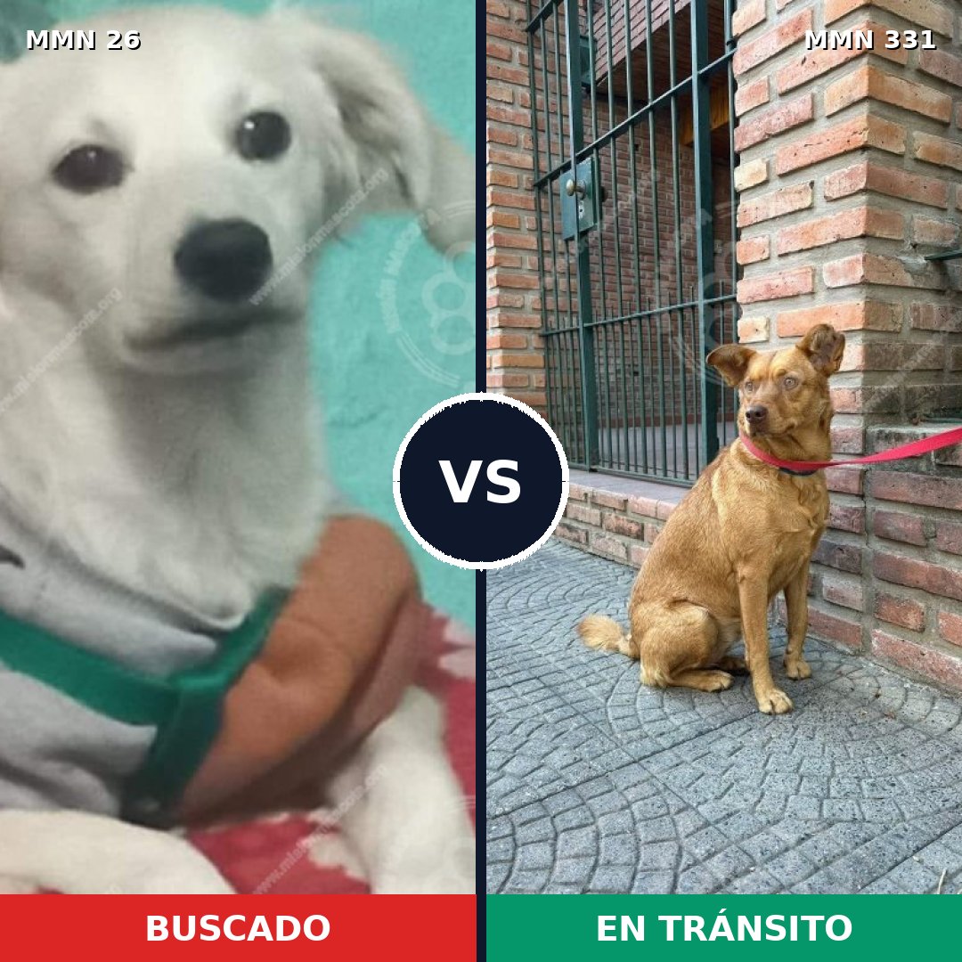 Comparativa MMS 1457: mascota perdida y mascota encontrada, 8% de similitud