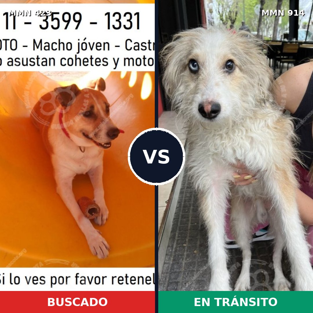 Comparativa MMS 14570: mascota perdida y mascota encontrada, 46% de similitud