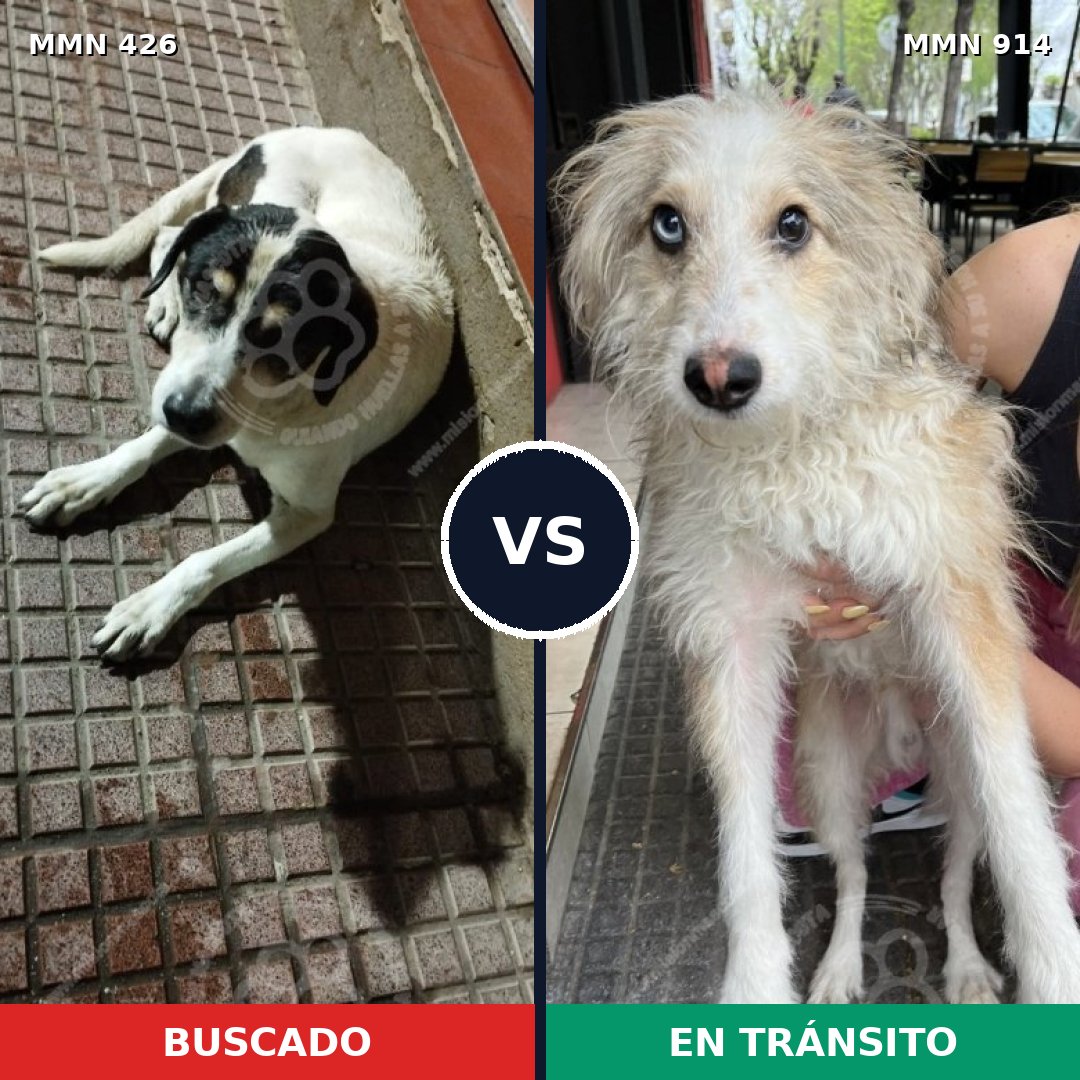 Comparativa MMS 14571: mascota perdida y mascota encontrada, 68% de similitud