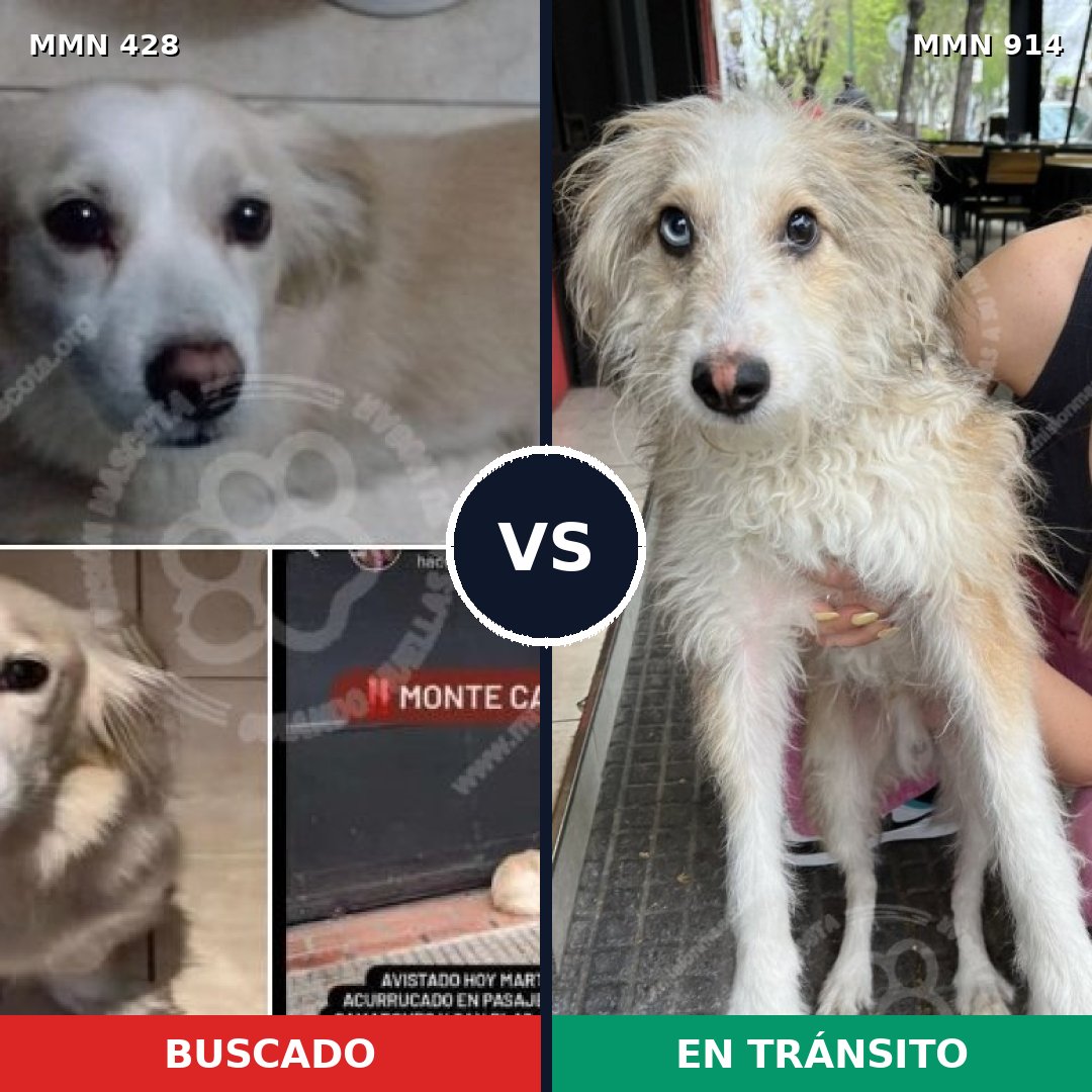 Comparativa MMS 14572: mascota perdida y mascota encontrada, 64% de similitud