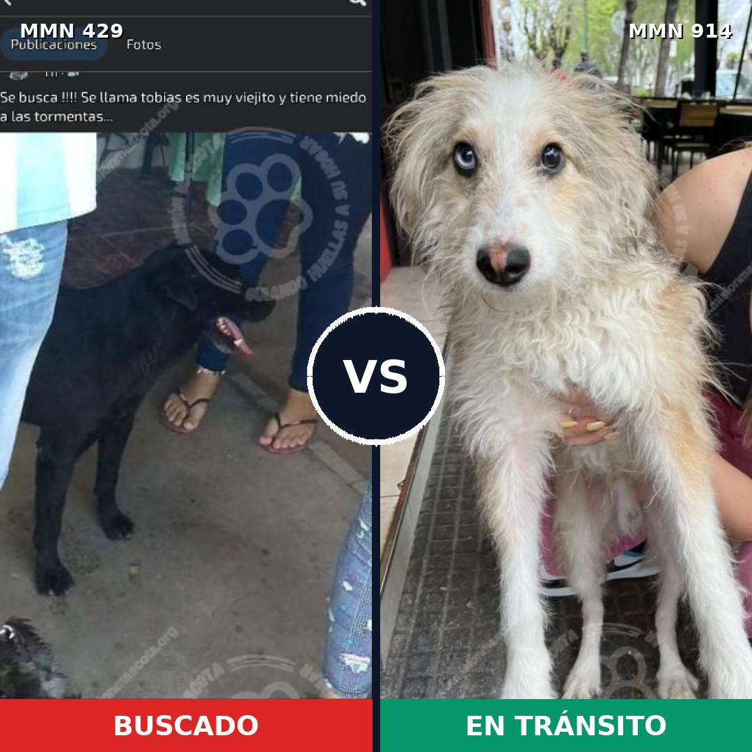 Comparativa MMS 14573: mascota perdida y mascota encontrada, 52% de similitud