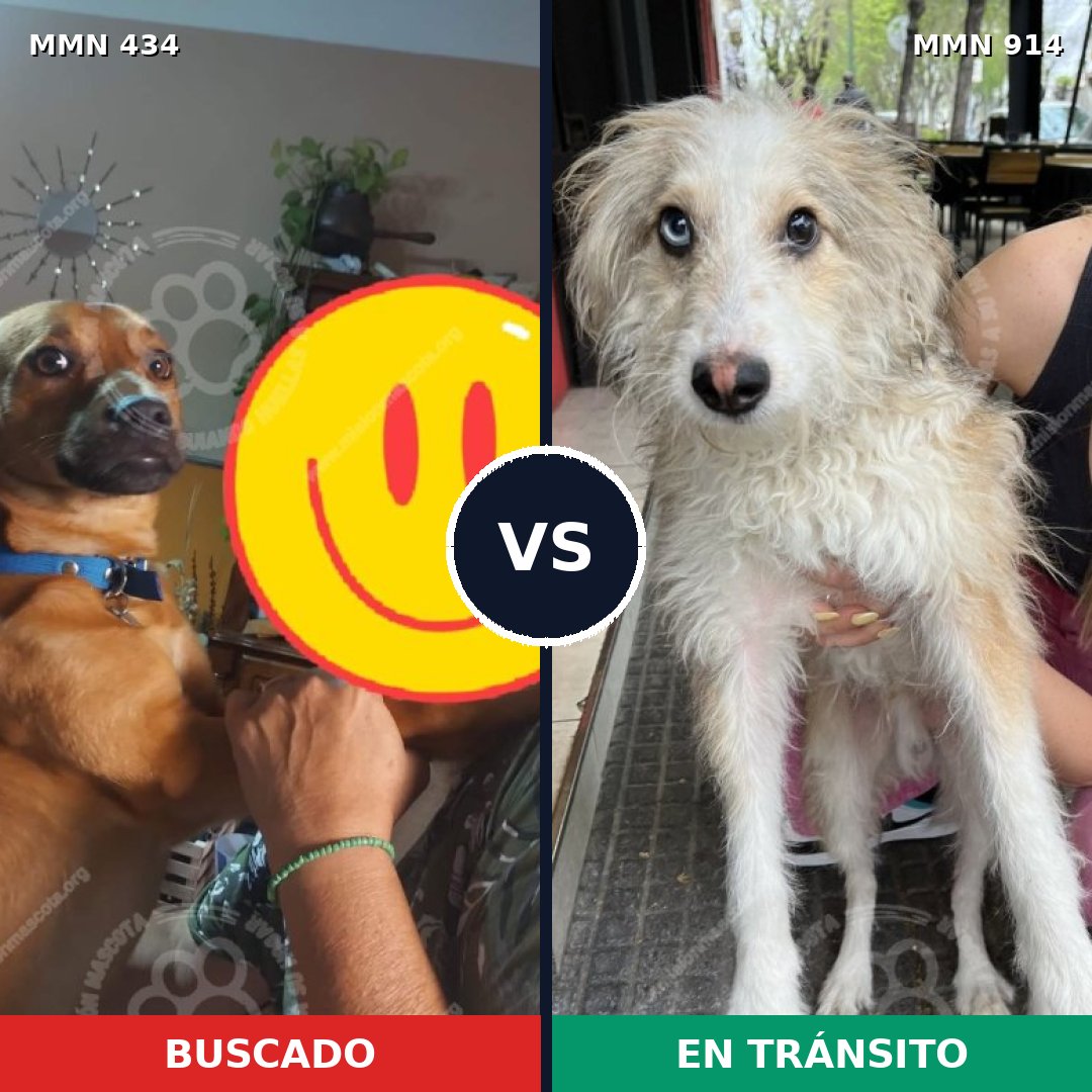 Comparativa MMS 14574: mascota perdida y mascota encontrada, 51% de similitud