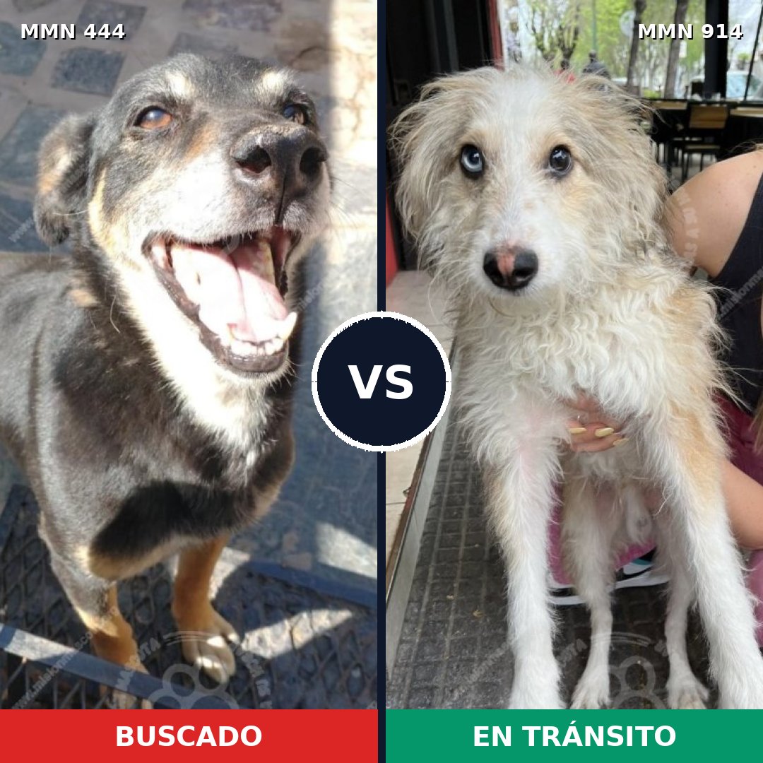 Comparativa MMS 14575: mascota perdida y mascota encontrada, 36% de similitud