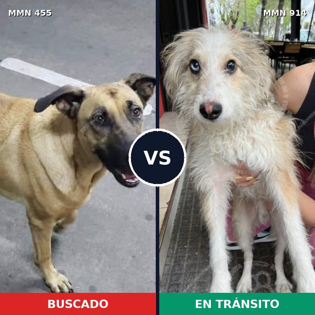 Comparativa MMS 14576: mascota perdida y mascota encontrada, 50% de similitud