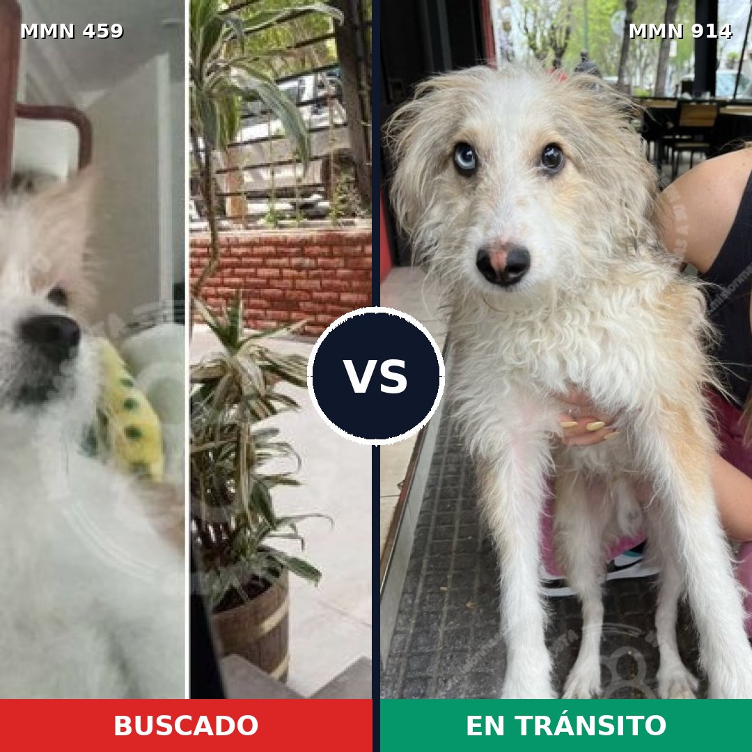 Comparativa MMS 14578: mascota perdida y mascota encontrada, 33% de similitud