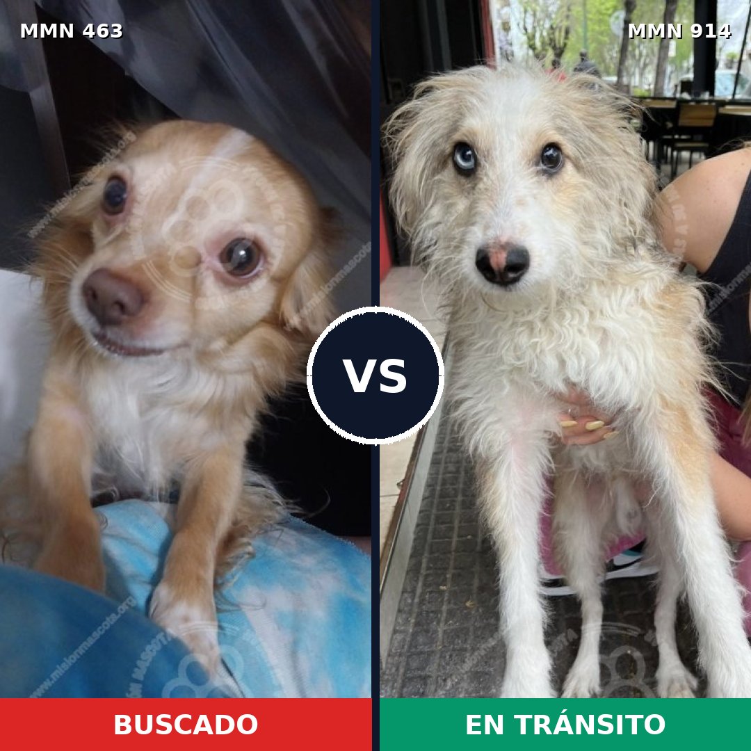 Comparativa MMS 14579: mascota perdida y mascota encontrada, 33% de similitud