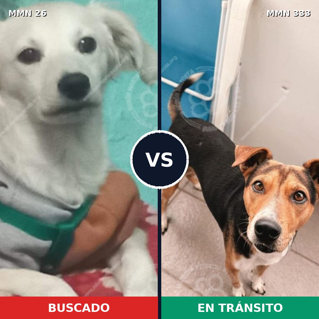 Comparativa MMS 1458: mascota perdida y mascota encontrada, 11% de similitud