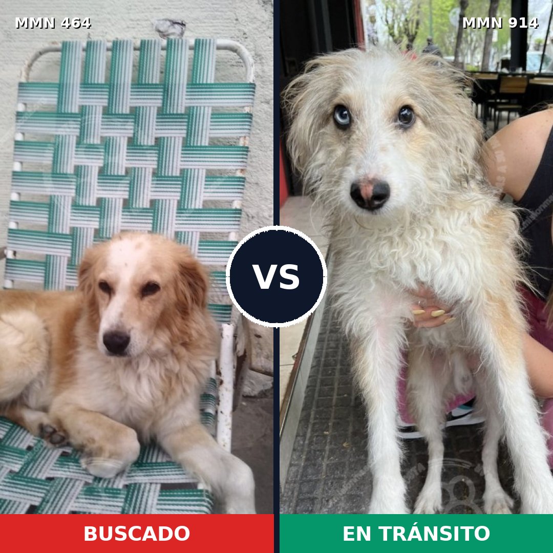 Comparativa MMS 14580: mascota perdida y mascota encontrada, 52% de similitud