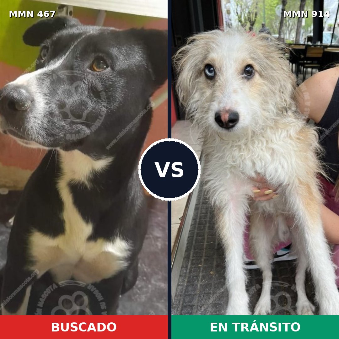 Comparativa MMS 14581: mascota perdida y mascota encontrada, 61% de similitud