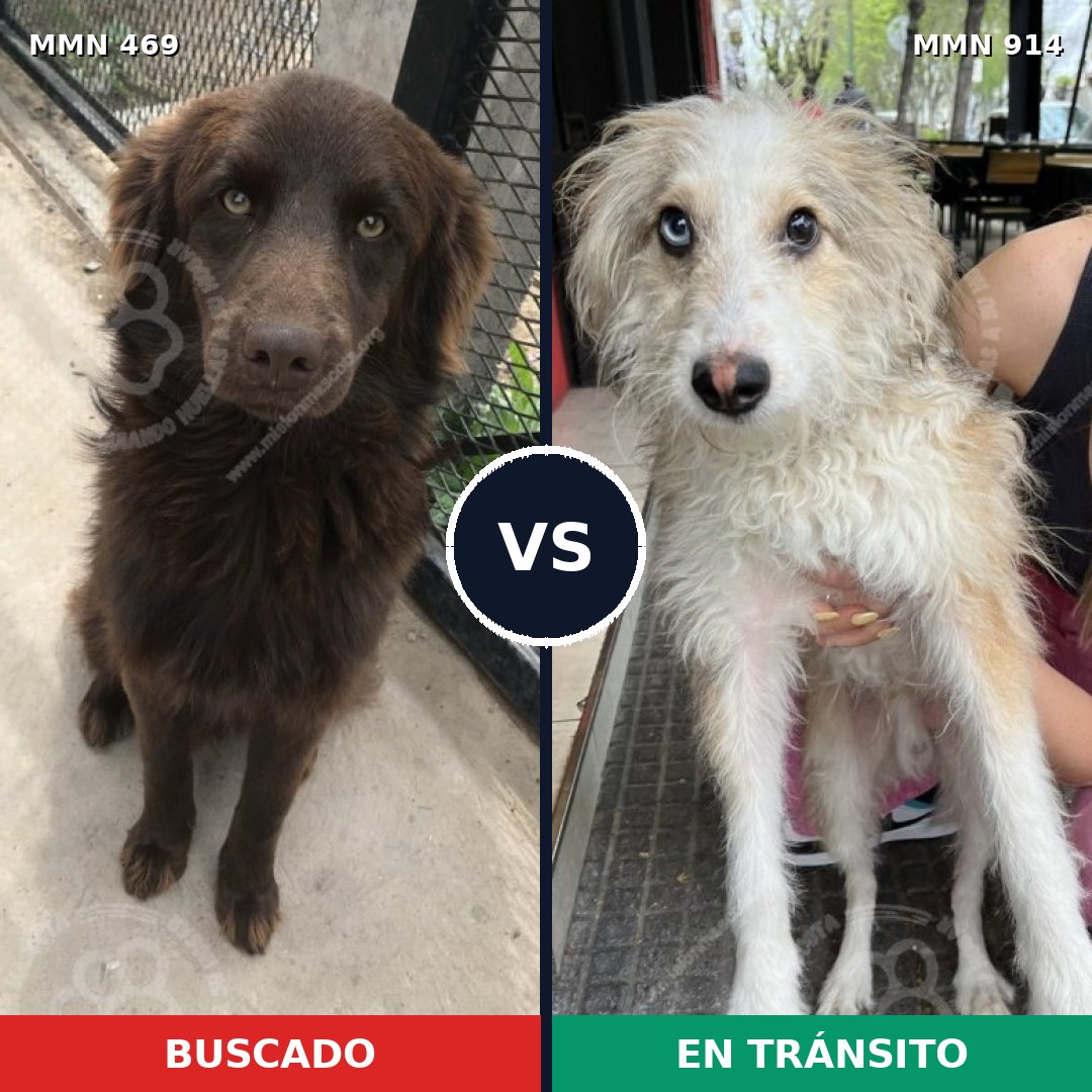 Comparativa MMS 14582: mascota perdida y mascota encontrada, 41% de similitud