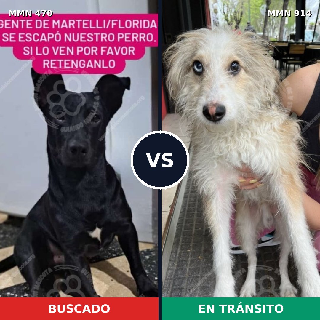 Comparativa MMS 14583: mascota perdida y mascota encontrada, 61% de similitud