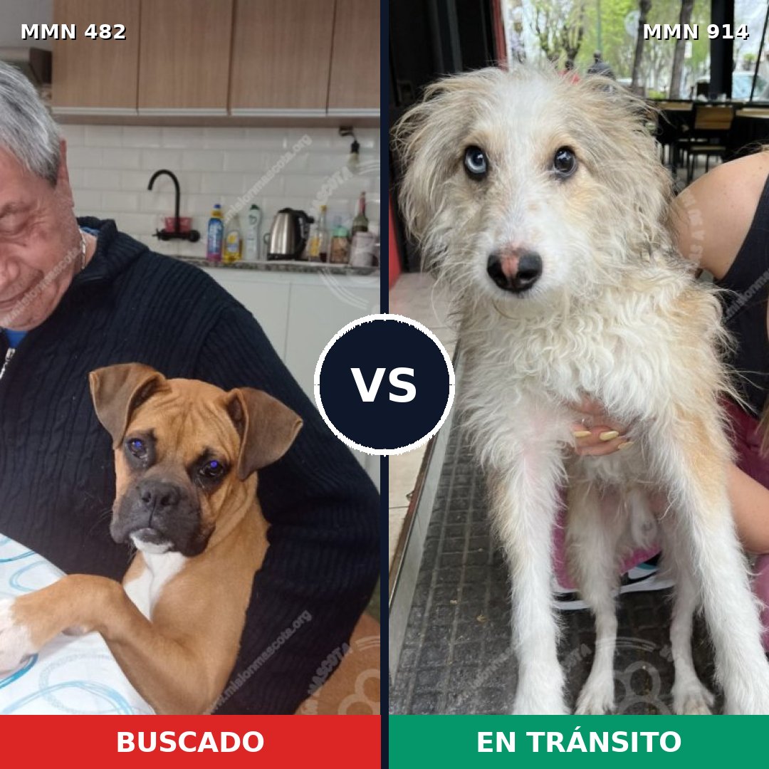 Comparativa MMS 14587: mascota perdida y mascota encontrada, 32% de similitud
