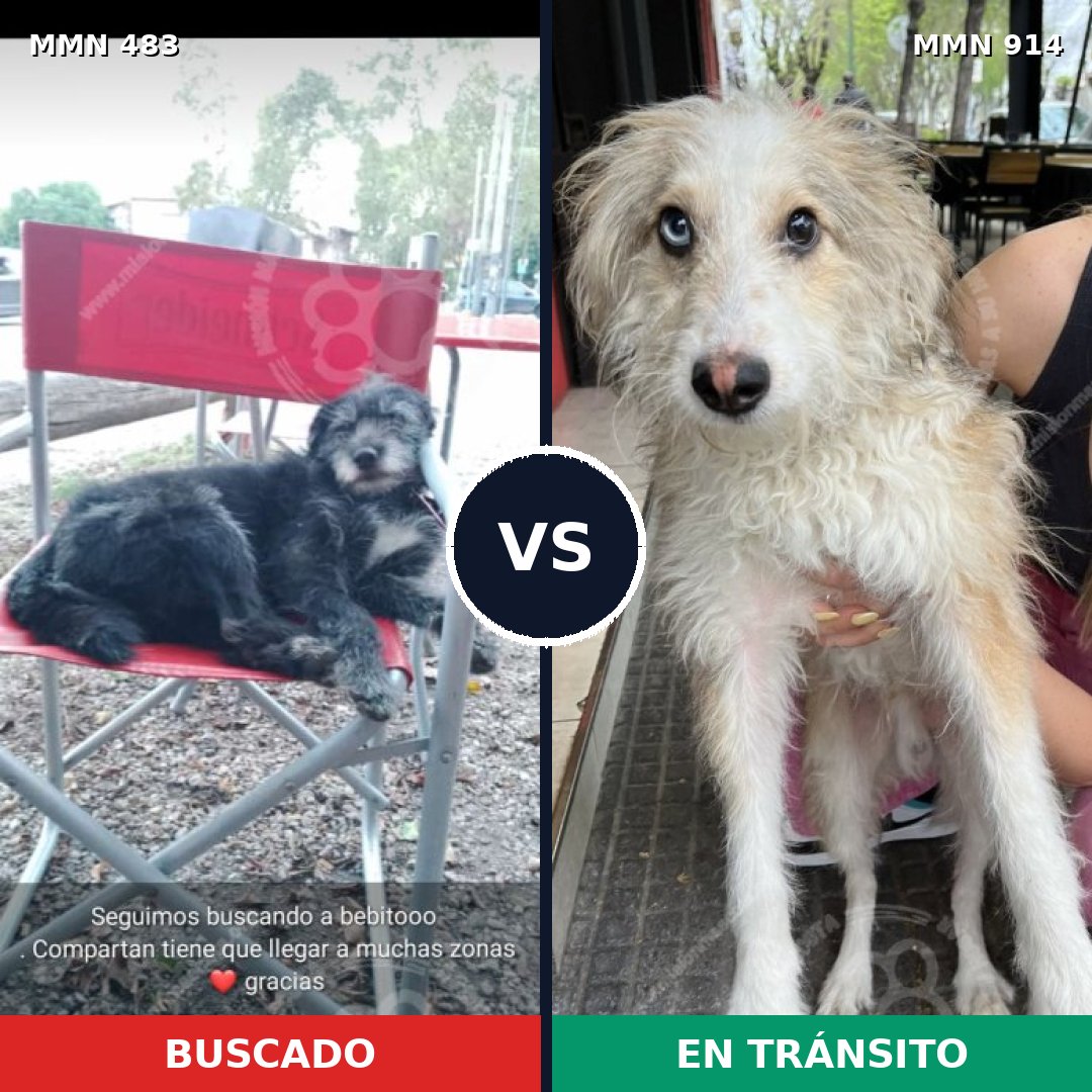Comparativa MMS 14588: mascota perdida y mascota encontrada, 44% de similitud