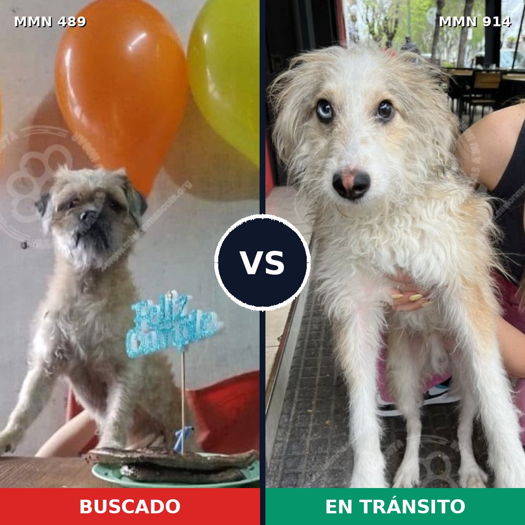 Comparativa MMS 14589: mascota perdida y mascota encontrada, 64% de similitud