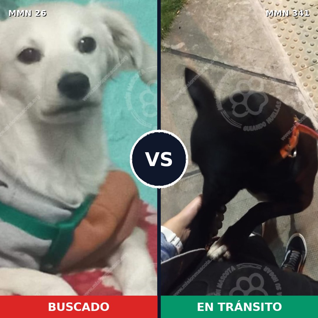 Comparativa MMS 1459: mascota perdida y mascota encontrada, 8% de similitud