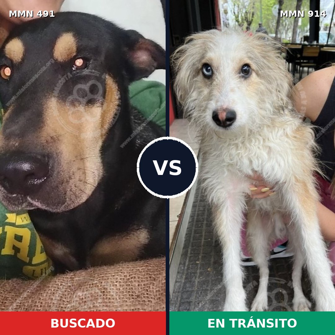 Comparativa MMS 14590: mascota perdida y mascota encontrada, 19% de similitud