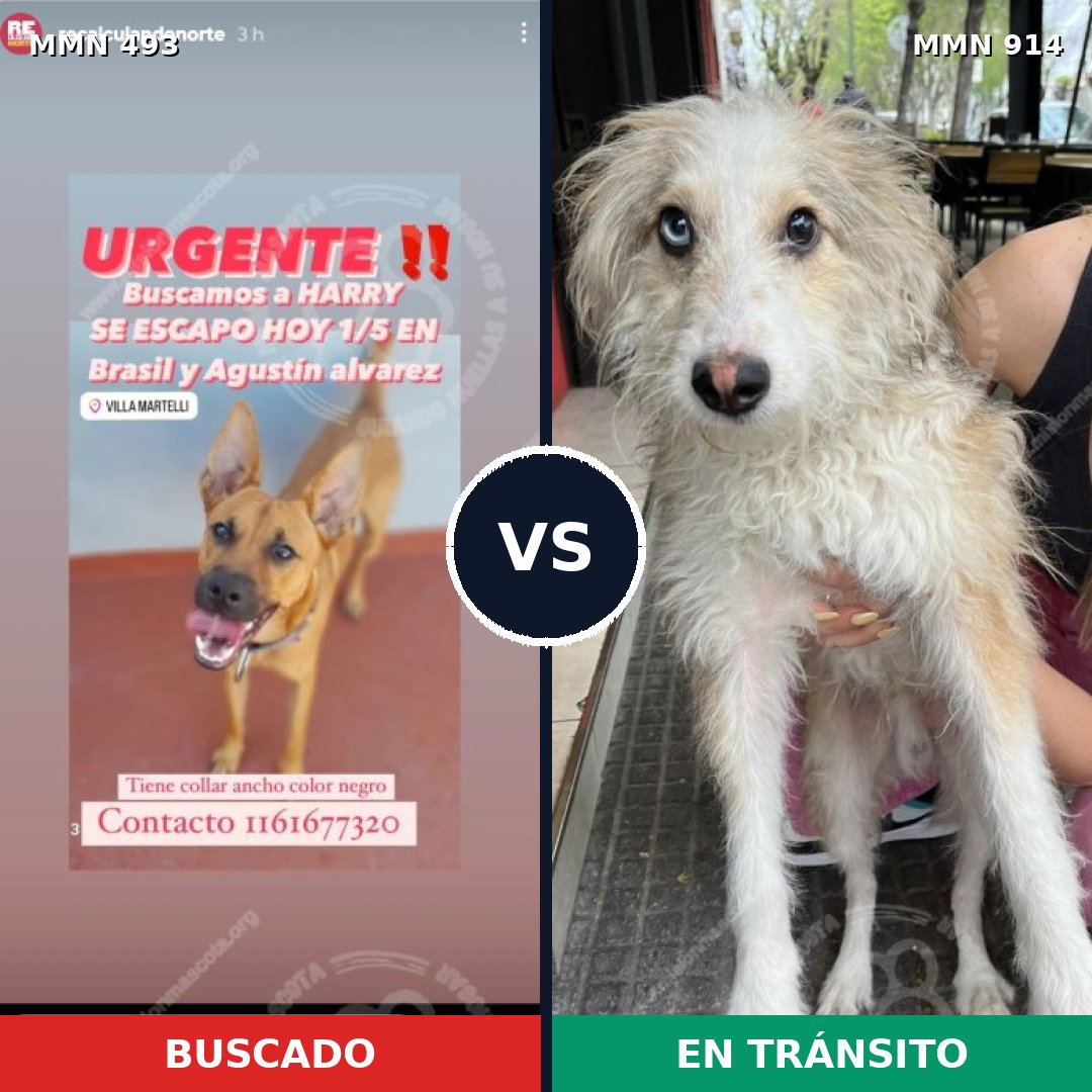 Comparativa MMS 14591: mascota perdida y mascota encontrada, 43% de similitud