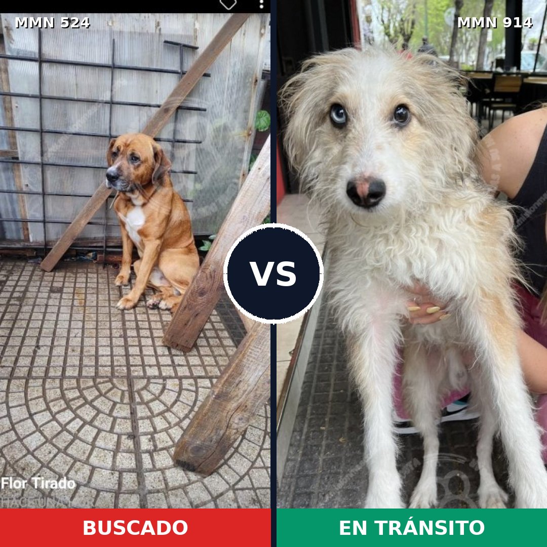 Comparativa MMS 14592: mascota perdida y mascota encontrada, 33% de similitud
