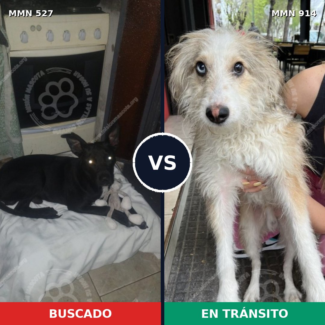 Comparativa MMS 14593: mascota perdida y mascota encontrada, 62% de similitud
