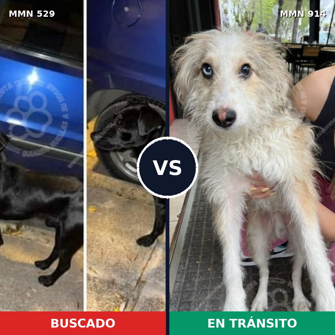 Comparativa MMS 14594: mascota perdida y mascota encontrada, 50% de similitud