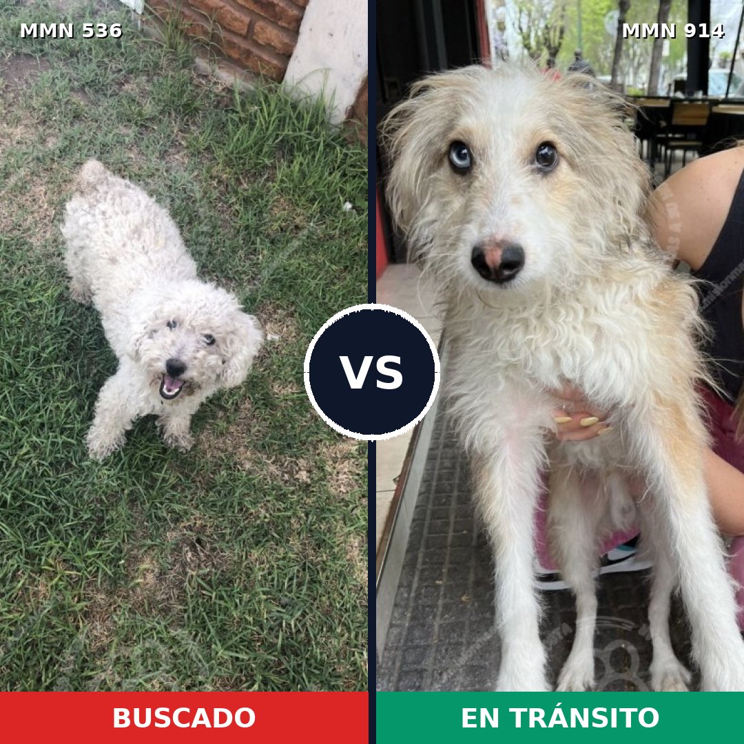Comparativa MMS 14597: mascota perdida y mascota encontrada, 38% de similitud
