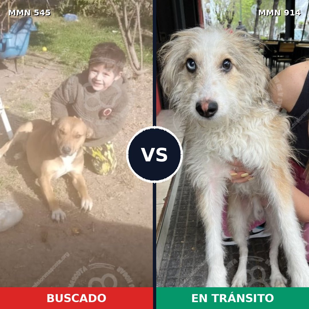 Comparativa MMS 14598: mascota perdida y mascota encontrada, 45% de similitud